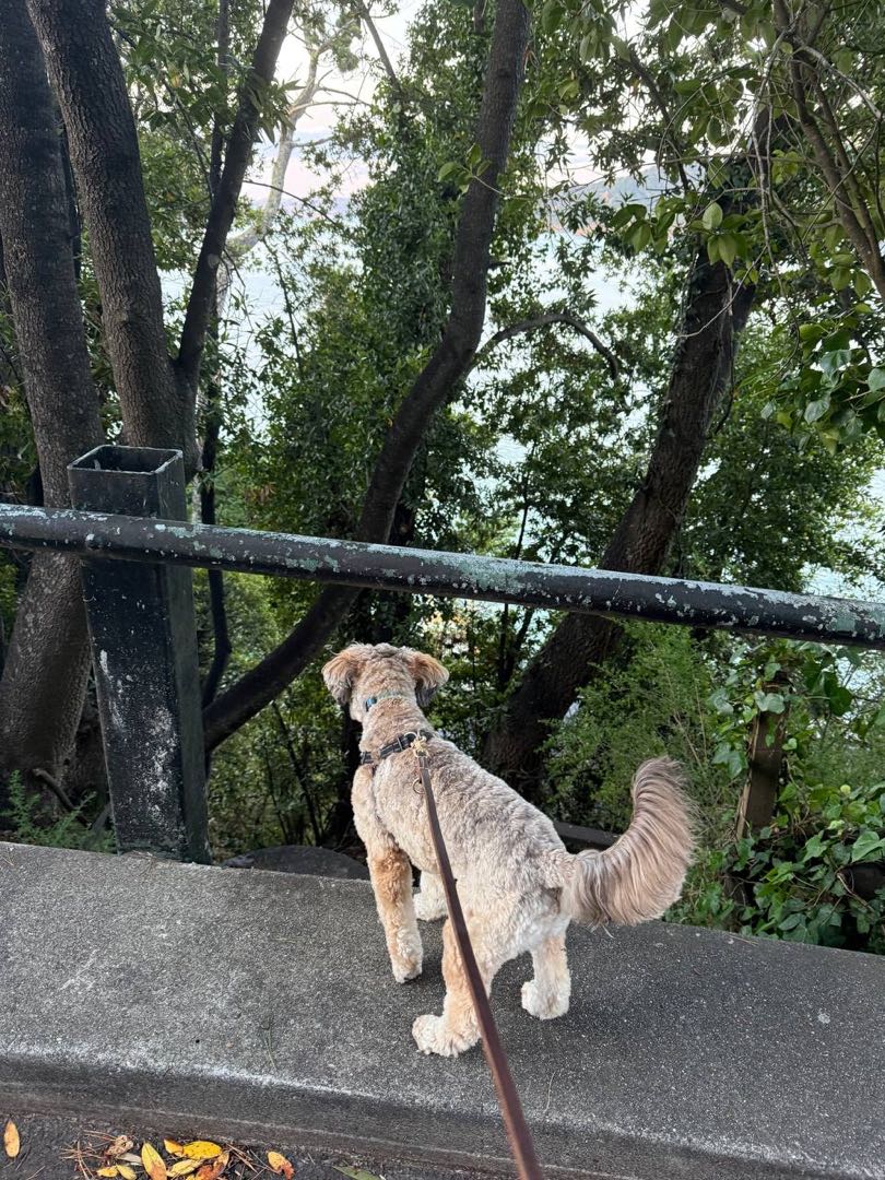 A happy dog on a group hike