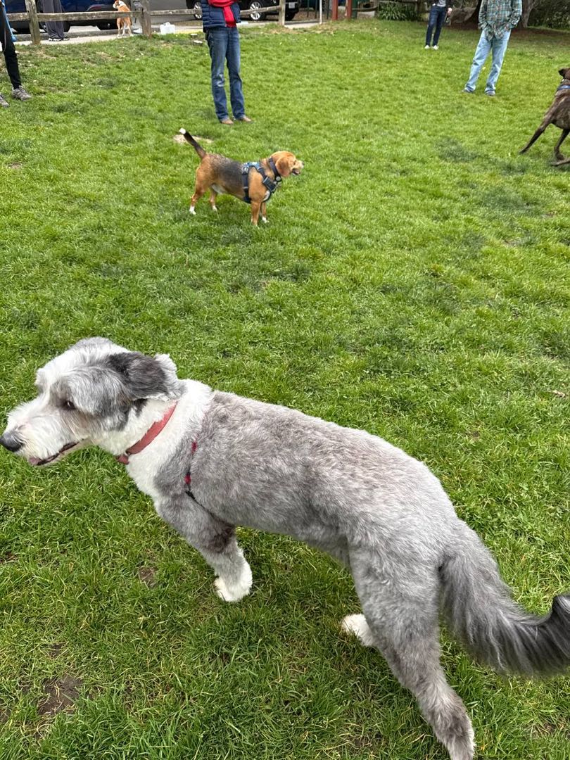 A happy dog on a group hike