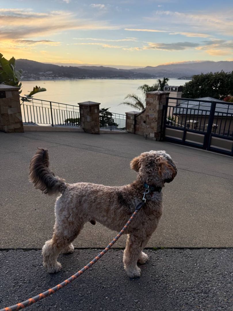 A happy dog out on a group walk