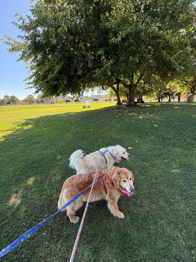 A happy dog on a group hike