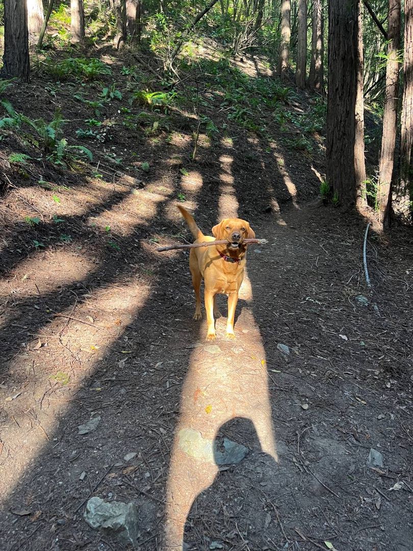 A happy dog on a group hike