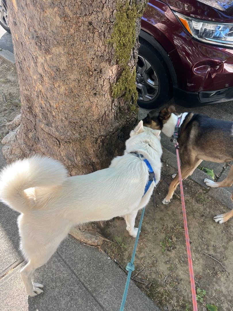 A happy dog out on a group walk