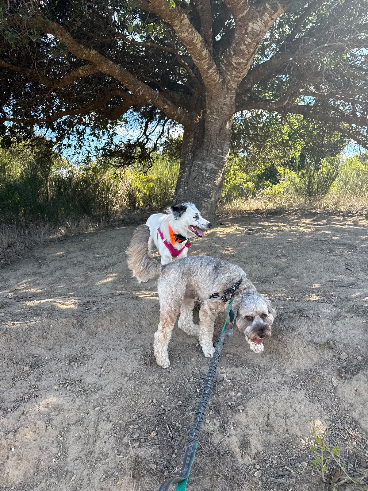 Hike report, Tue, Aug 25 · Alta trail · 4 mi · with Andy