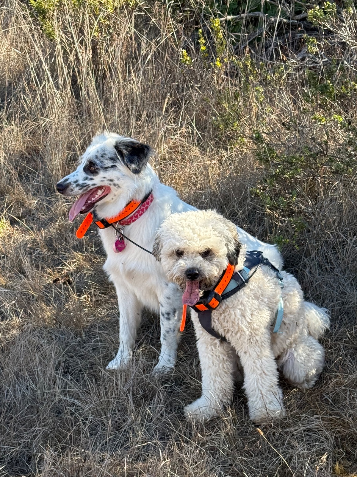 Hike report, Wed, Oct 14 · Coastal Trail · 4 mi · with Andy