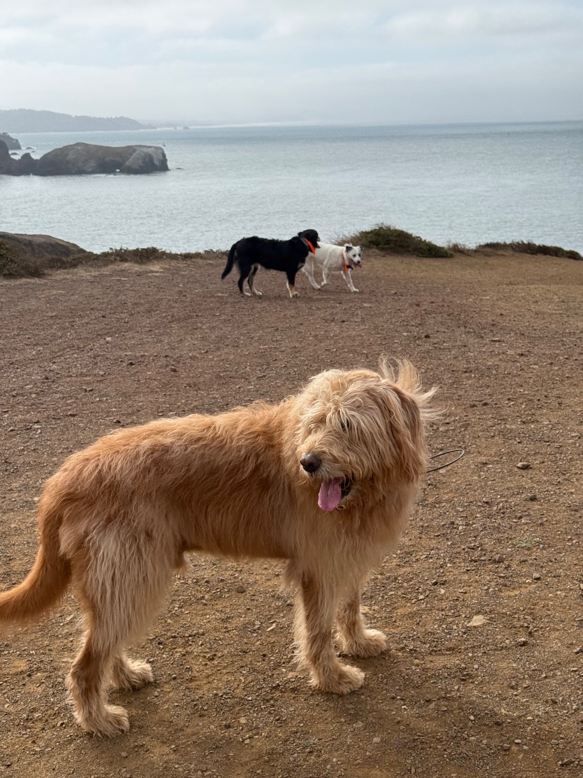 Hike report, Mon, Sep 28 · Coastal Trail · 4 mi · with Andy