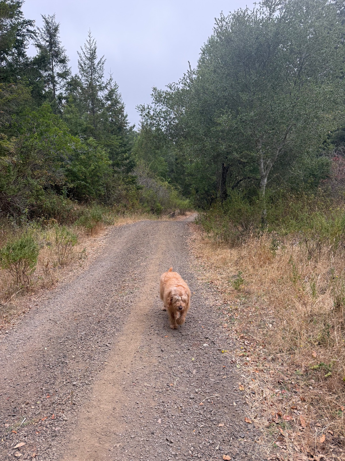 Hike report, Mon, Aug 31 · Gary Giacomini fire road trail · 3 mi · with Andy