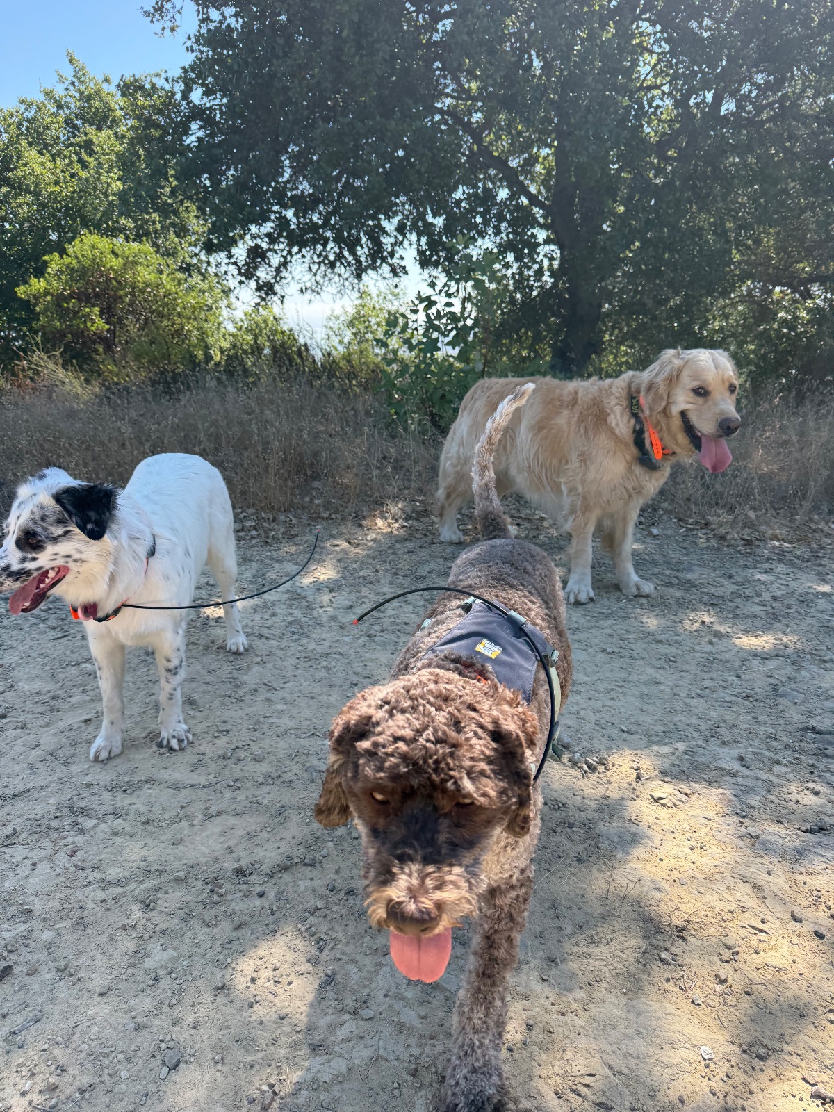 Hike report, Tue, Sep 22 · Ignacio Valley Preserve · 4 mi · with Andy