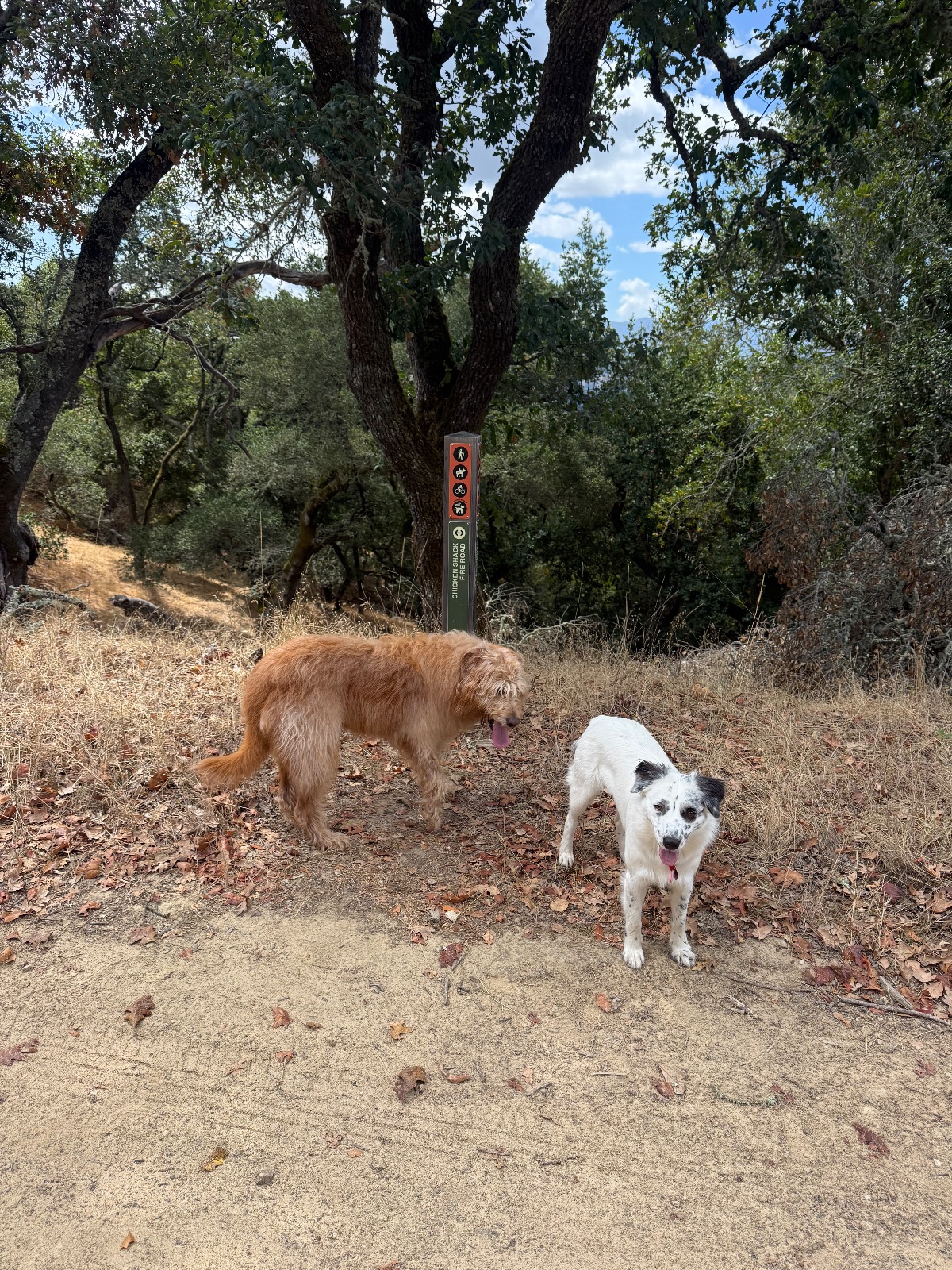 Hike report, Fri, Sep 4 · Loma Verde Preserve · 3 mi · with Andy