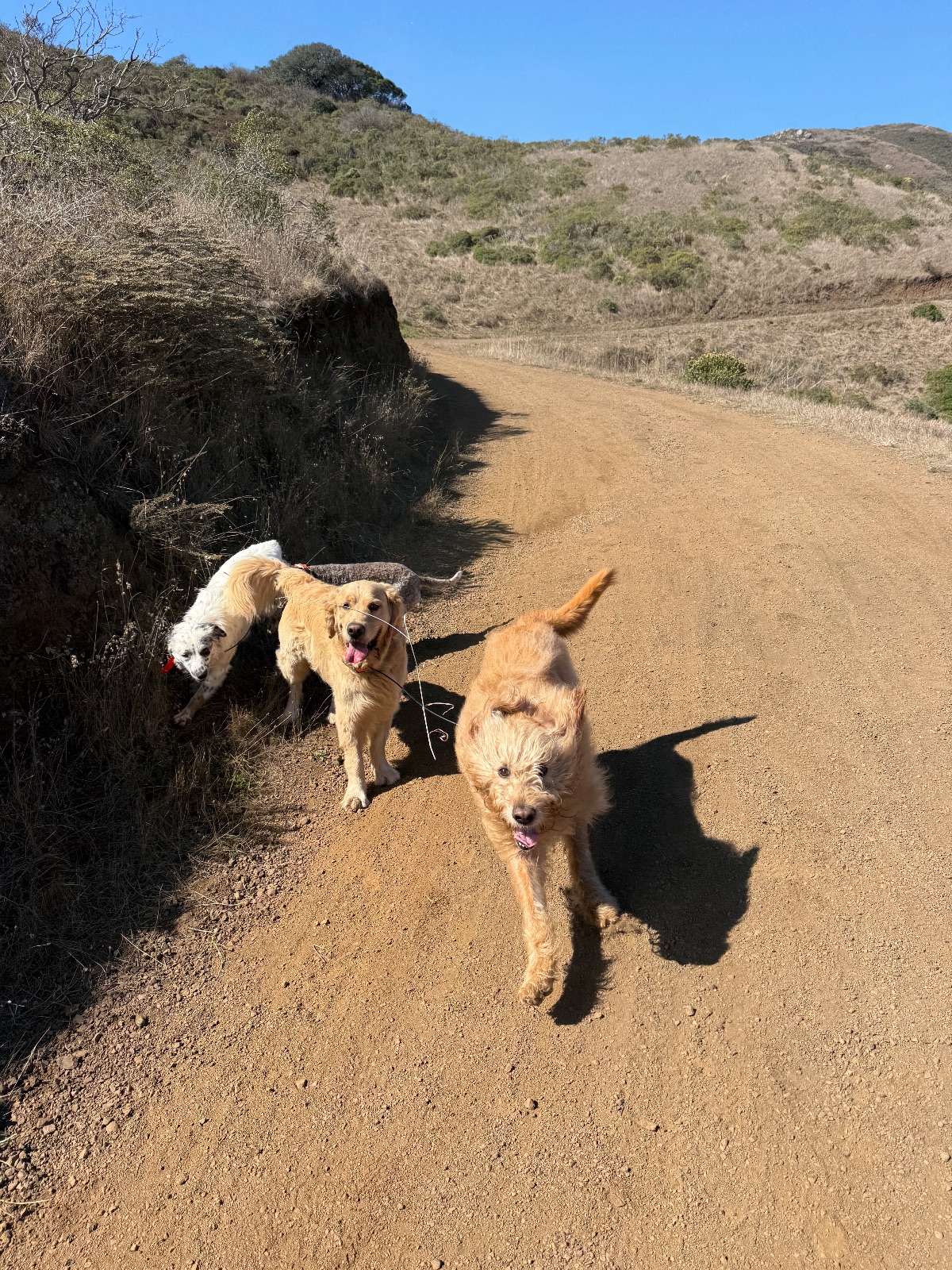 Hike report, Thu, Oct 1 · Miwok Trail · 5 mi · with Andy