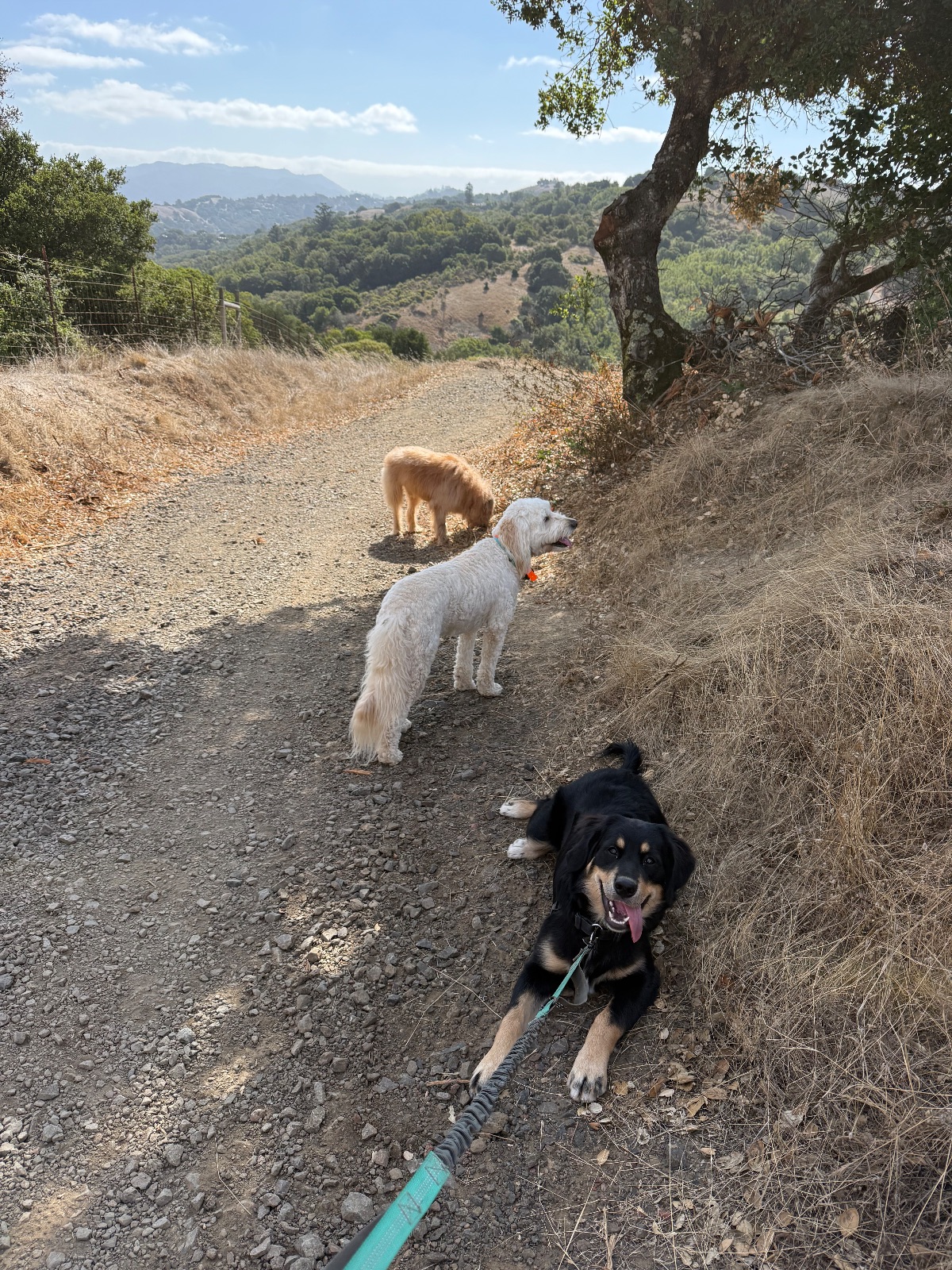 Hike report, Wed, Sep 16 · Oak Manor · 4 mi · with Andy