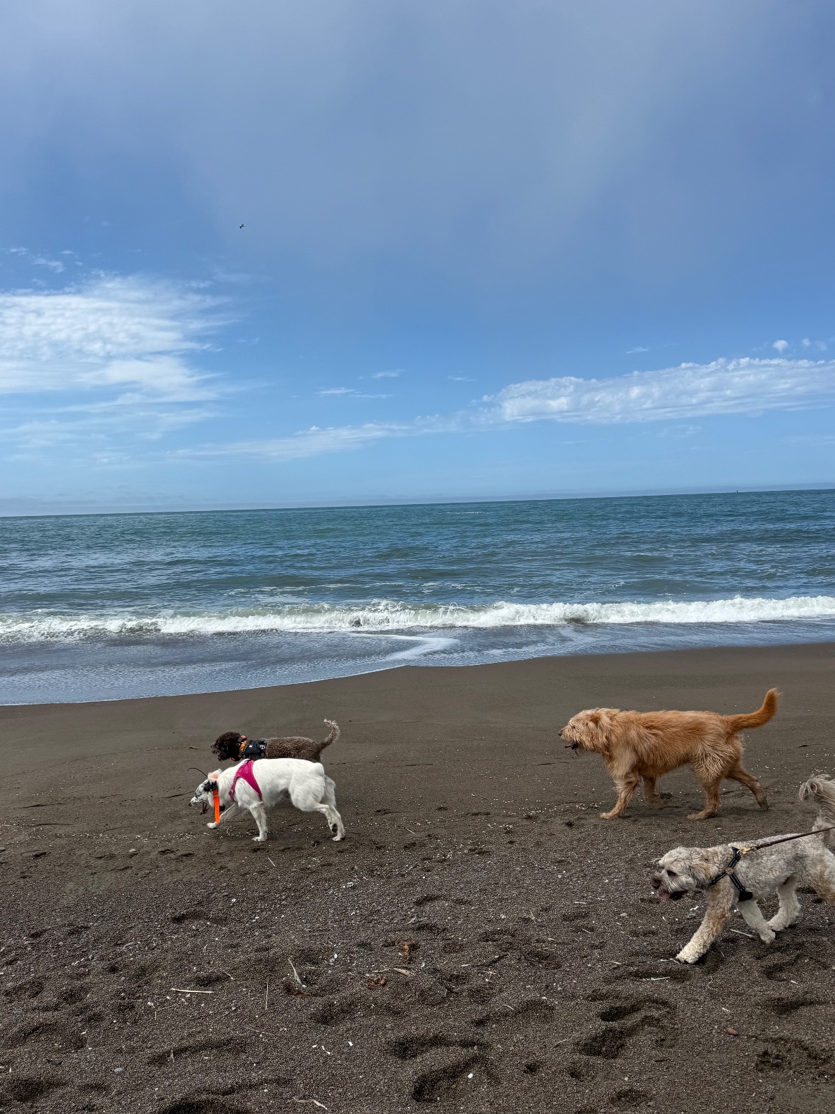 Hike report, Thu, Aug 27 · Rodeo Beach · 4 mi · with Andy