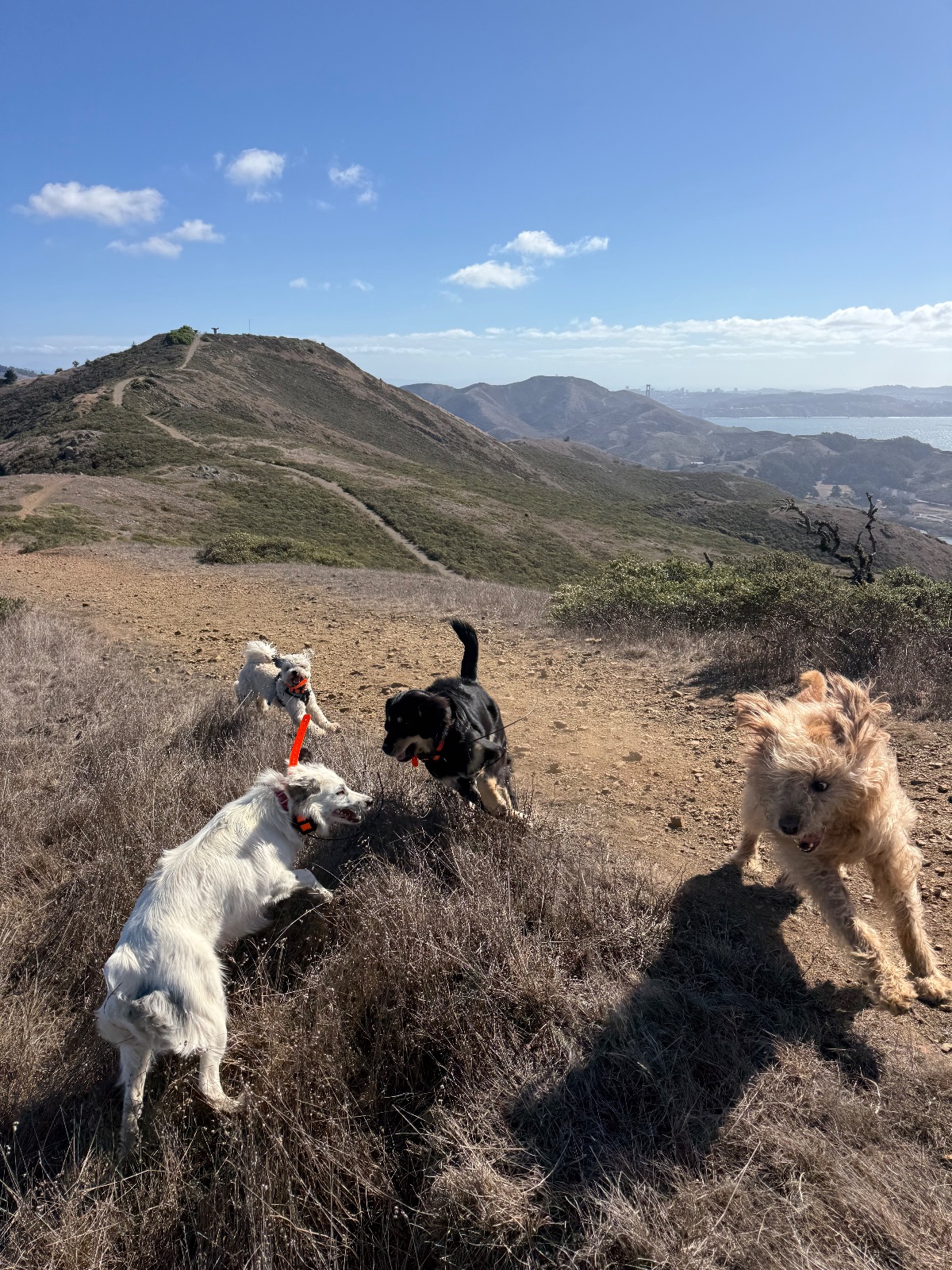 Hike report, Mon, Oct 19 · Rodeo Beach Coastal Trailhead · 5 mi · with Elena