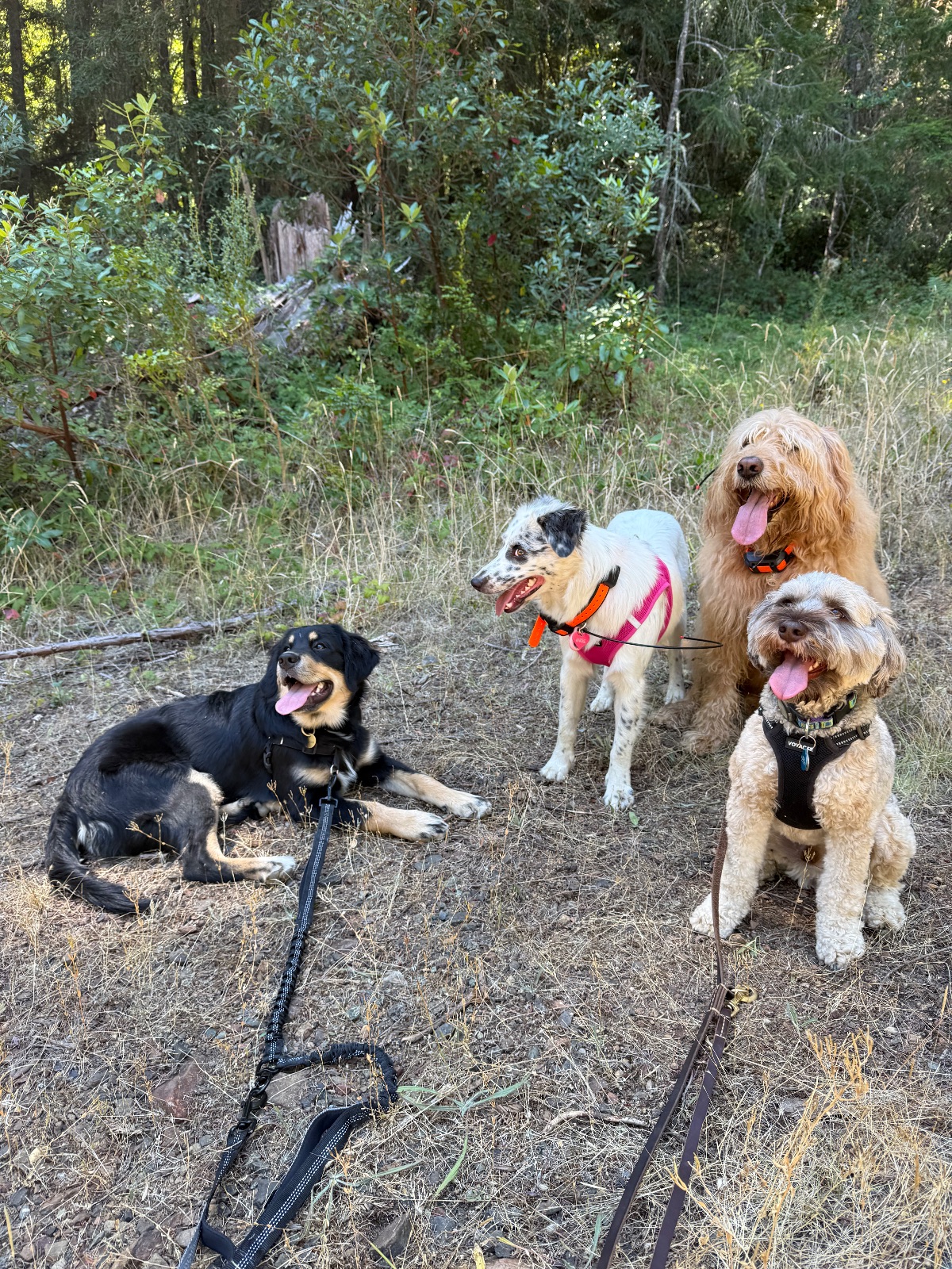 Hike report, Mon, Aug 24 · San Geronimo · 4.5 mi · with Andy