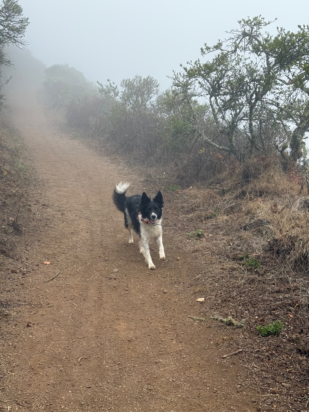 Hike report, Fri, Oct 9 · Wolfe Ridge · 4.2 mi · with Andy