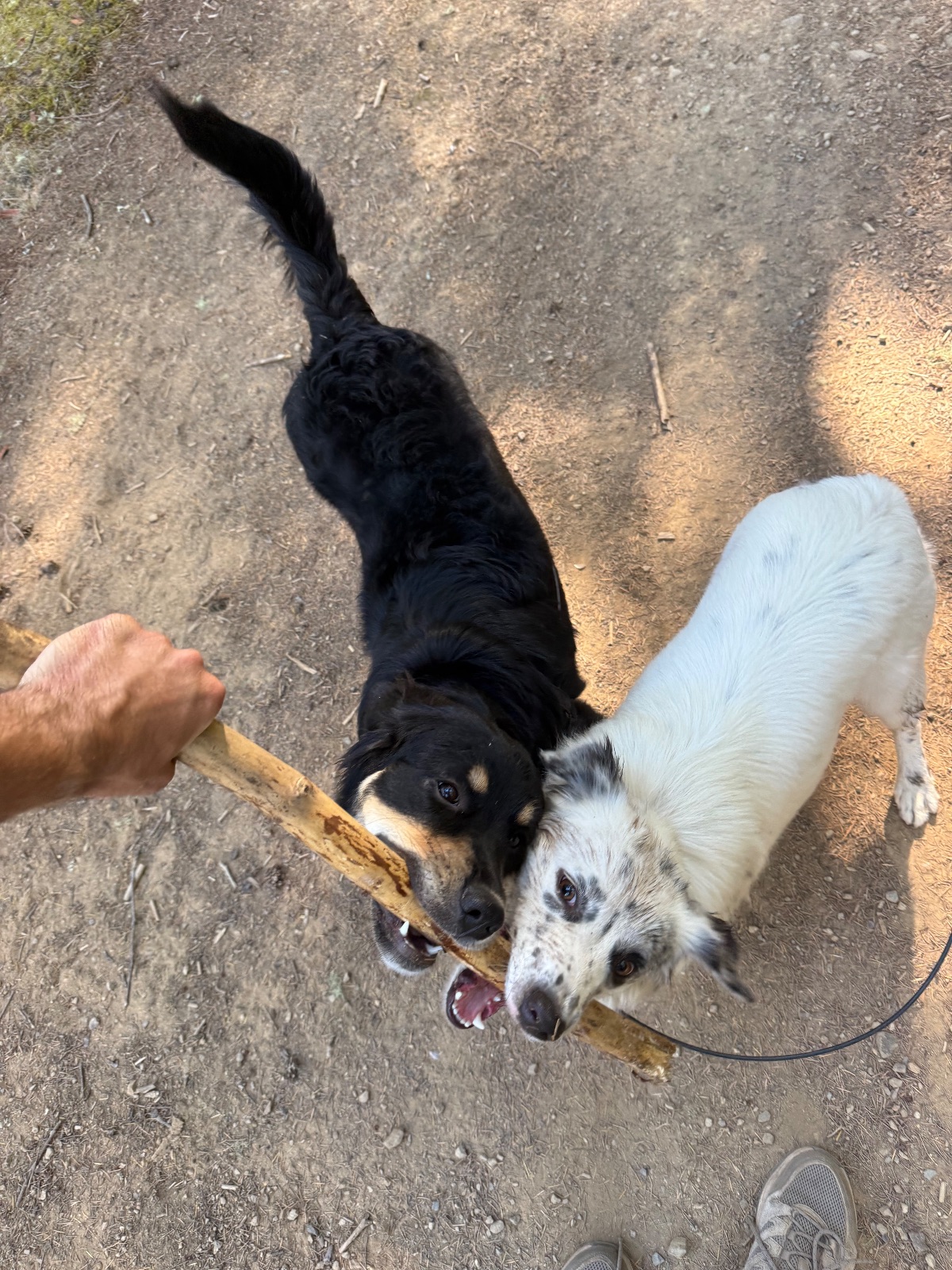 Hike report, Fri, Oct 16 · Woodacre · 4 mi · with Andy