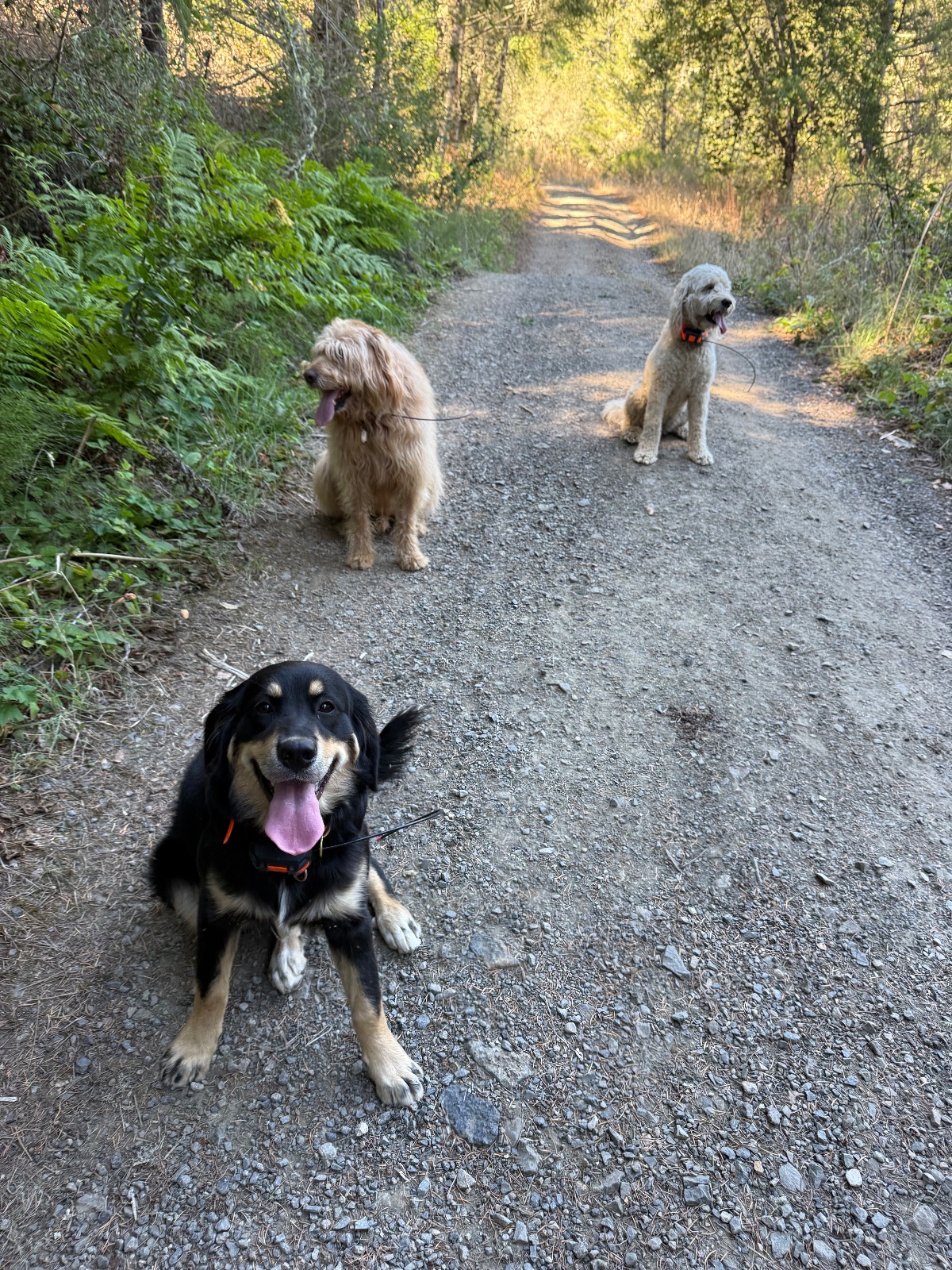 Hike report, Wed, Oct 7 · Woodacre · 4.5 mi · with Andy